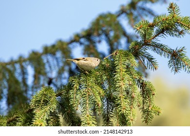 Tiny Songbird Goldcrest, Regulus Regulus  Standing On A Spruce Branch