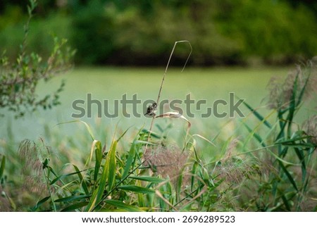 A tiny sparrow clings to a reed by the lakeside. Its weight is so light that it sways along the reed.
