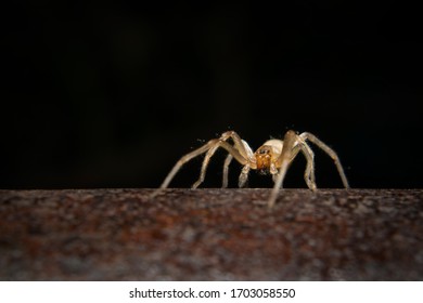 Tiny spider in the big world