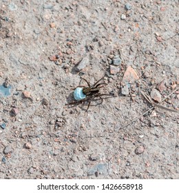 Tiny Spider Carrying Egg Sac Stock Photo 1426658918 | Shutterstock