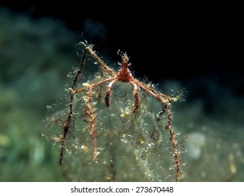 Tiny Spider Crab Perched On Algae库存照片273670448 | Shutterstock