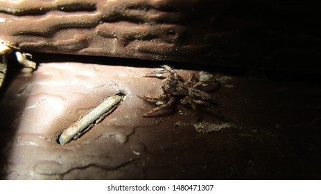 Tiny Spider crawling around in the shade