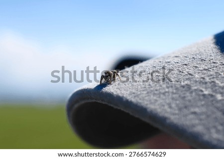 Tiny spider crawling on baseball cap visor brim closeup macro detail with blurred green background outdoor