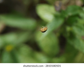 Tiny Spider Hanging on Web with Green Natural Background

Macro image of a tiny spider suspended on its delicate web with a soft green background. The minimalist composition emphasizes balance, survival, and natural behavior, making it suitable for wildlife, biodiversity, scientific, educational, and environmental themes.