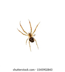 A Tiny Spider Isolated On White Background.