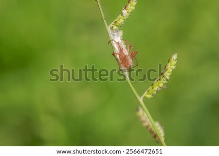 Tiny spider known as Oxyopes macilentus with nature green background. Oxyopes macilentus, sometimes known as the lean lynx spider from East Asia, South Asia, Southeast Asia, and northern Australia.