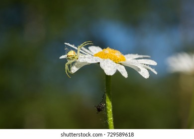 Tiny spider lives on an magerite flower