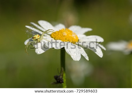 Tiny spider lives on an magerite flower