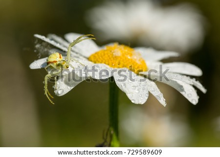 Tiny spider lives on an magerite flower