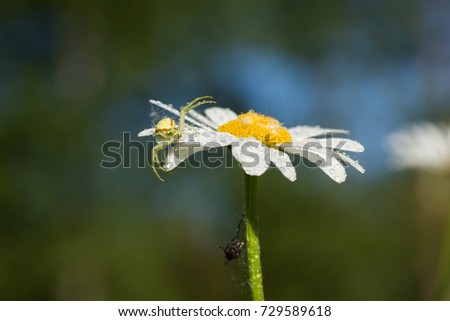 Tiny spider lives on an magerite flower
