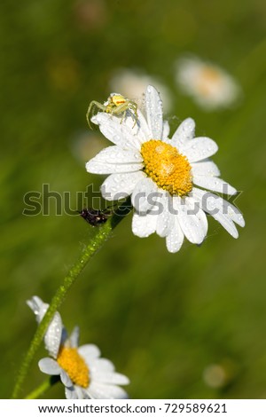 Tiny spider lives on an magerite flower