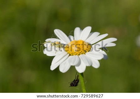 Tiny spider lives on an magerite flower