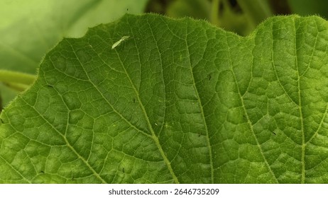 A tiny spider and mosquito rest on a fresh green leaf, creating a rare, aesthetic moment of nature’s balance—beauty in stillness, uniquely captured.