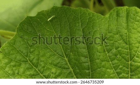 A tiny spider and mosquito rest on a fresh green leaf, creating a rare, aesthetic moment of nature’s balance—beauty in stillness, uniquely captured.