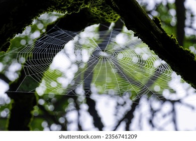 tiny spider net with water drops on a branch of a tree