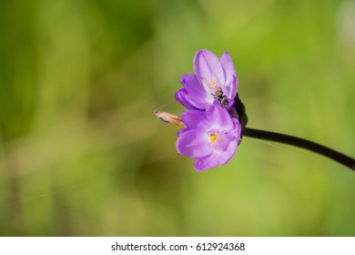 Tiny spider on a Blue dick wildflower (Dichelostemma capitatum), California
