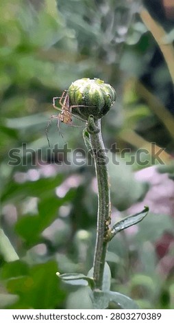 a tiny spider on a flower bud