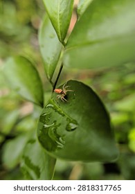 Tiny Spider on Green Leaf with Water Droplets