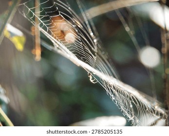 Tiny spider on sunlit web with rainbow flares macro. A close-up macro shot of a small spider sitting on its intricate web, illuminated by autumn sunlight creating beautiful lens flares and a soft bokeh background.