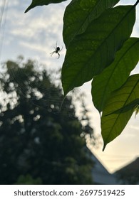Tiny Spider Perched on a Leaf Against the Sunrise