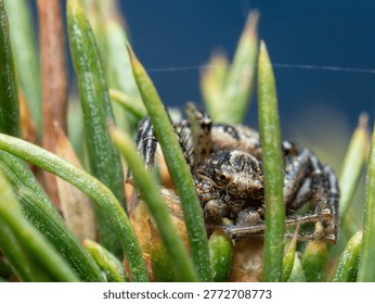 Tiny spider rests among pine needles. Fascinating creature blends into green foliage. Dense needles frame its camouflaged body. Nature's quiet, intricate details captured