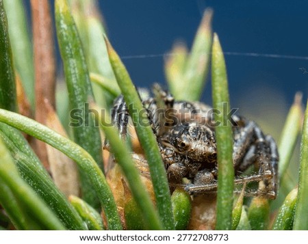 Tiny spider rests among pine needles. Fascinating creature blends into green foliage. Dense needles frame its camouflaged body. Nature's quiet, intricate details captured