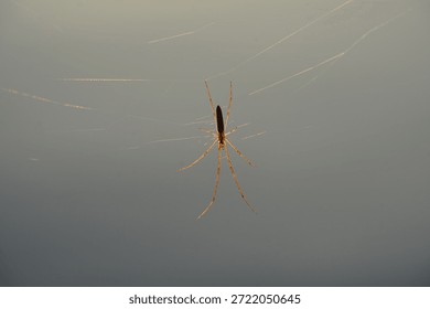 A tiny spider is settling into its web, welcoming the morning light of a new day.