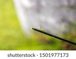 Tiny spider in a web on a blade of grass in Cotacachi, Ecuador
