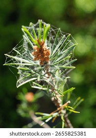 Tiny Spider Web on a Pine Tree Needle Cluster with Dew Drops Sunlight