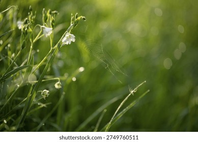 A tiny spiderweb adorned with dew drops catches the morning sun amidst lush green grass and delicate white wildflowers