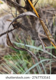 Tiny spiderweb strung on dead leaf