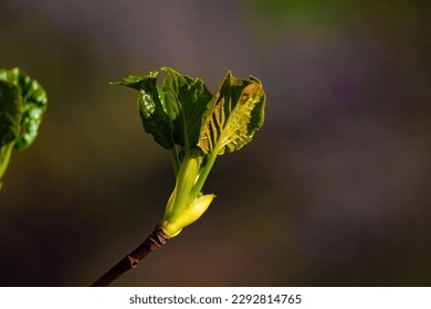 Tiny spring leaves.  A close up of a sprout of new leaves emerging.
