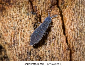 A Tiny Springtail Insect