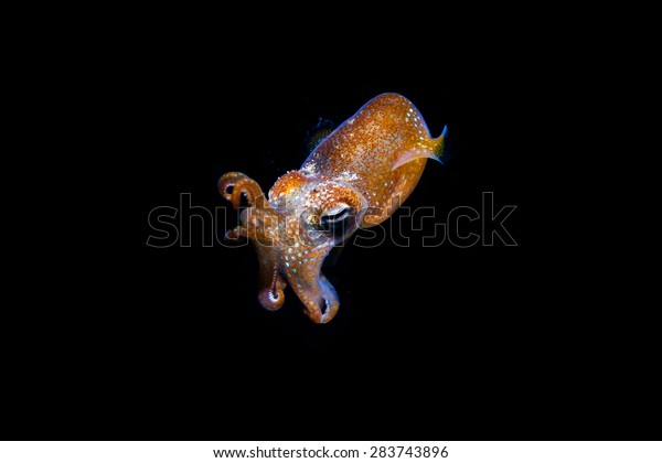 tiny squid floating in the sea