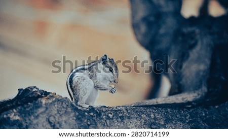 A Tiny Squirrel Munching a Treat