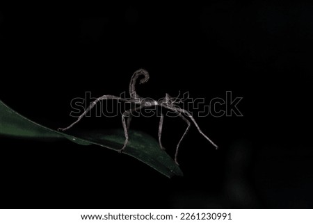 
Tiny stick insect nymph (Extatosoma tiaratum)