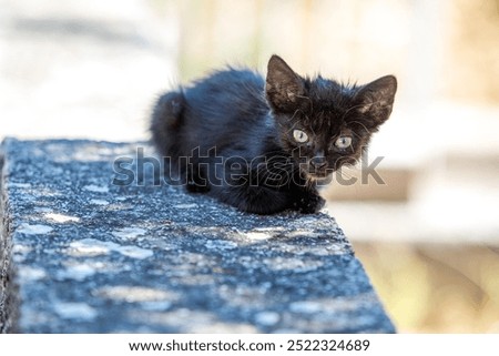  tiny stray kitten sits alone on a street, its wide eyes filled with curiosity and innocence. The rough urban environment contrasts with the kitten’s delicate appearance