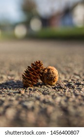 Tiny strobilus on the ground