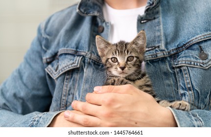 Tiny Tabby Kitten Being Held by Person Wearing Jean Jacket