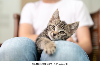 Tiny Tabby Kitten Being Held By Person Wearing Jean Jacket