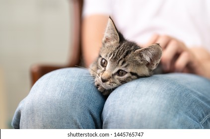 Tiny Tabby Kitten Being Held By Person Wearing Jean Jacket