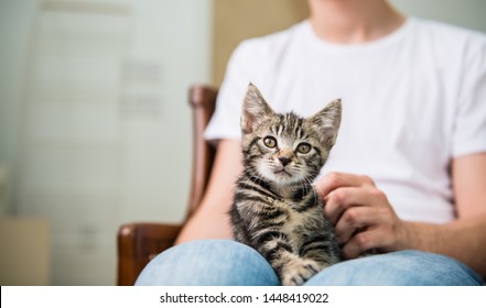 Tiny Tabby Kitten Being Held By Person Wearing Jean Jacket