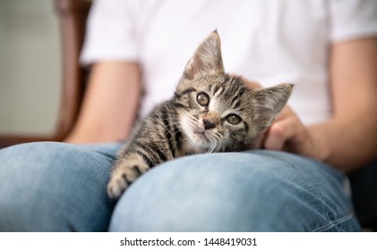 Tiny Tabby Kitten Being Held By Person Wearing Jean Jacket