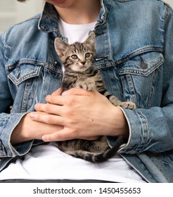 Tiny Tabby Kitten Being Held By Person Wearing Jean Jacket