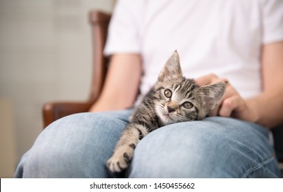 Tiny Tabby Kitten Being Held By Person Wearing Jean Jacket