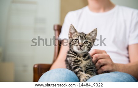 Tiny Tabby Kitten Being Held by Person Wearing Jean Jacket