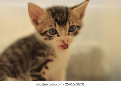 A tiny tabby kitten mewing while looking at the camera