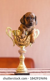 Tiny Tan Black Brindle Dachshund Winner Pup In A Huge Glowing Golden Prize Cup On A Table Indoors, Victory.