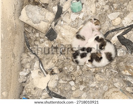 Tiny Tenacity Kitten Cluster Survives Rubble with Embraces Hope.