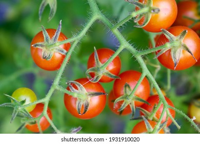 Tiny Tim Cherry Tomatoes Growing On Vine In Garden